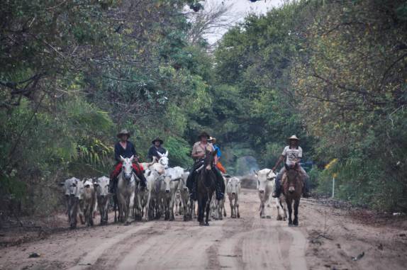 Um encontro típico da região do Pantanal, uma boiada conduzida por boiadeiros, na estrada-parque do Pantanal Sul, na região de Corumbá, no Mato Grosso do Sul
